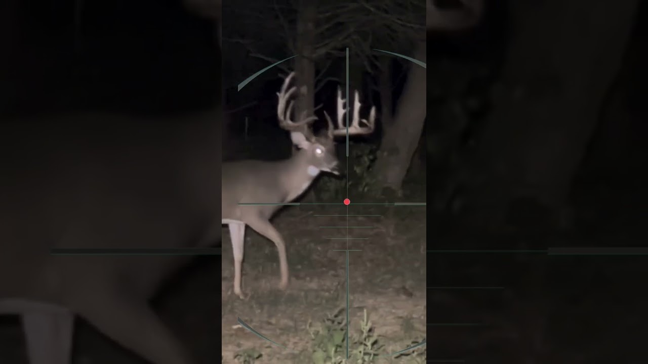 Deer Hunting at night | Caccia al cervo di notte