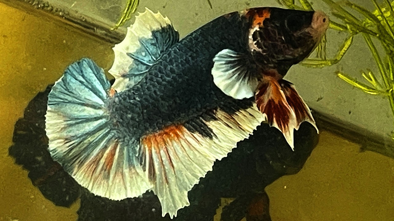 KOI blue nemo big ear...