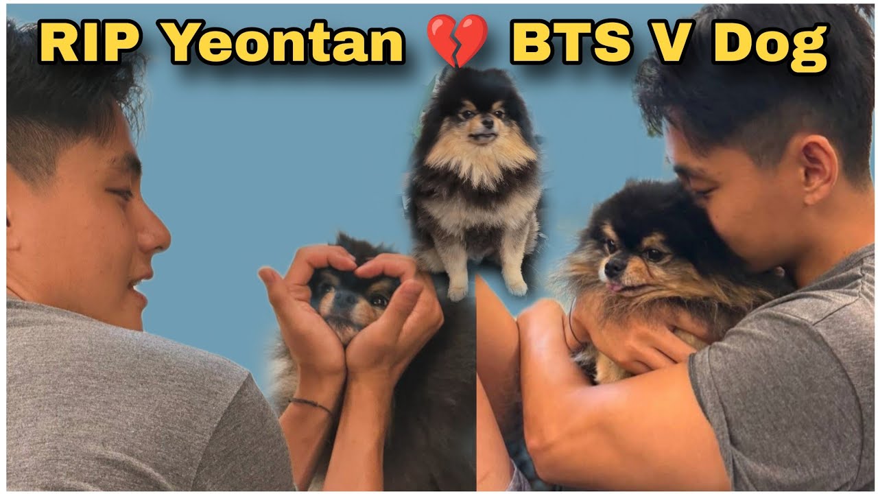 Reason behind Bts V death / RIP Yeontan 💔 / BTS V Dog 🐶 /