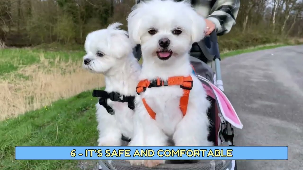 Reasons Why Your Puppy NEEDS a Stroller RIGHT NOW! 🐶