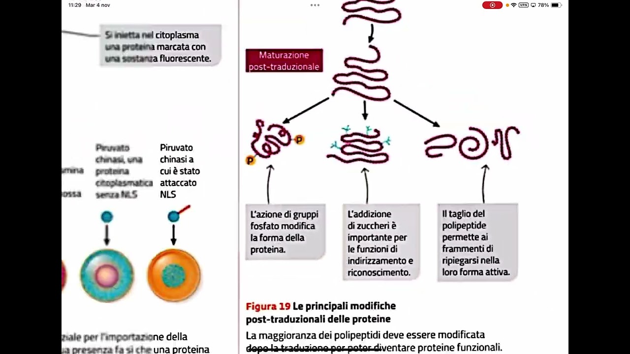 La post-traduzione delle proteine