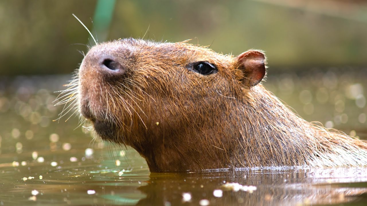 Capybara 🦫 The Friendliest Creature on Earth!