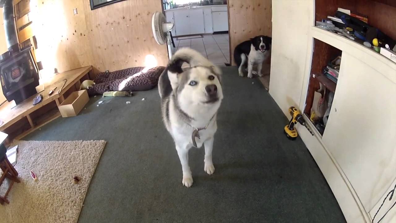 Bella Gets a Brother