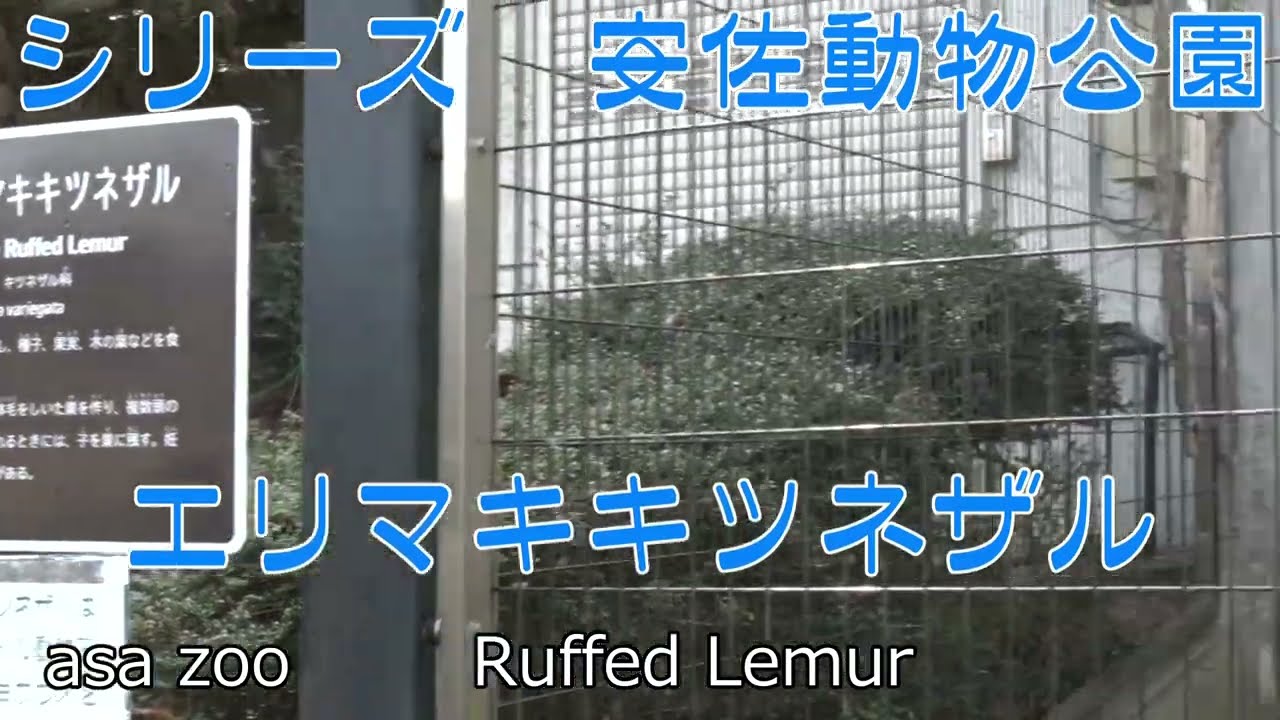 【広島】シリーズ―広島市安佐動物公園 ―17.エリマキキツネザル