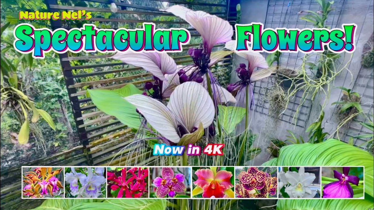 Amazing blooms in the greenhouse seen like never before in super colorful 4K. Plus special bonuses! 