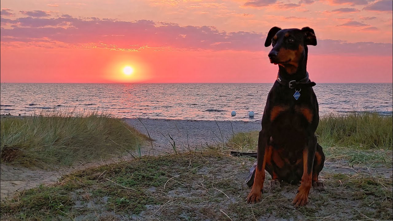 Deutscher Pinscher auf Land am Rad zu Wasser
