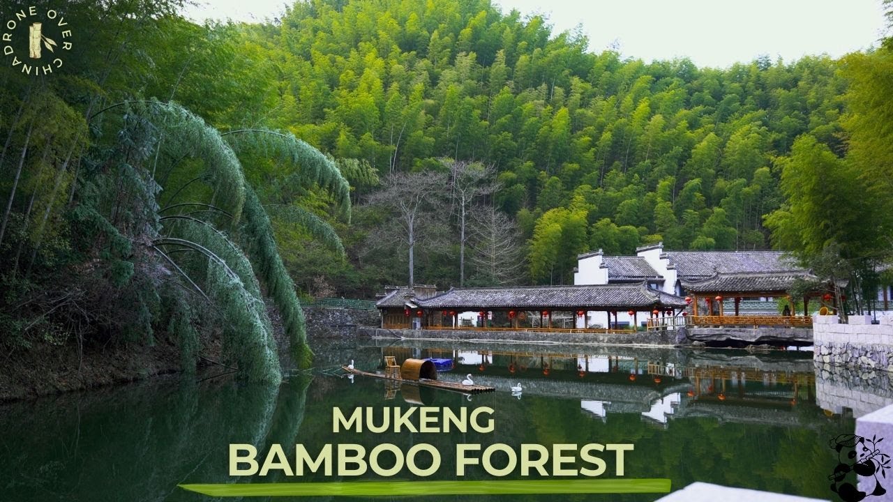 Mukeng Bamboo Forest - Crouching Tiger, Hidden Dragon - ANHUI