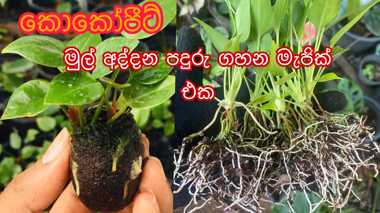 මුල් අද්දන පදුරු ගහන මැජික් එක cocopeat