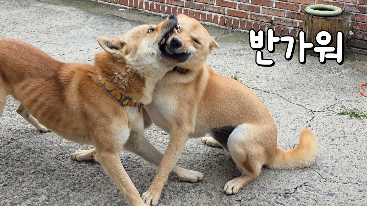 괜히 좋으면서 저래