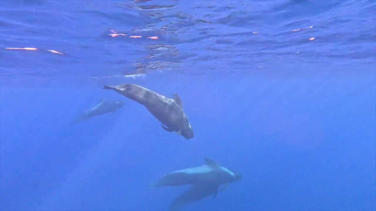 | Pilot Whales Sighting, Funchal - Madeira |