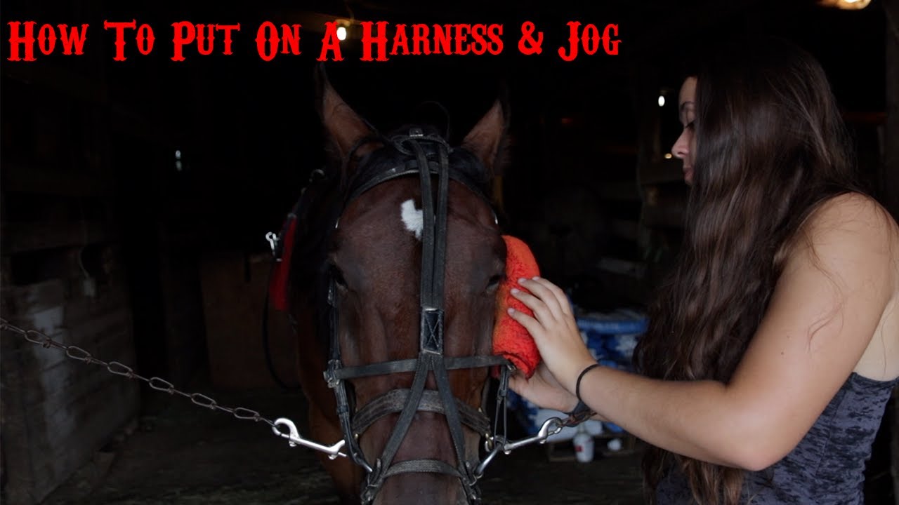 How To Put On A Race Harness & Jog A Horse | Cheyenne Christman