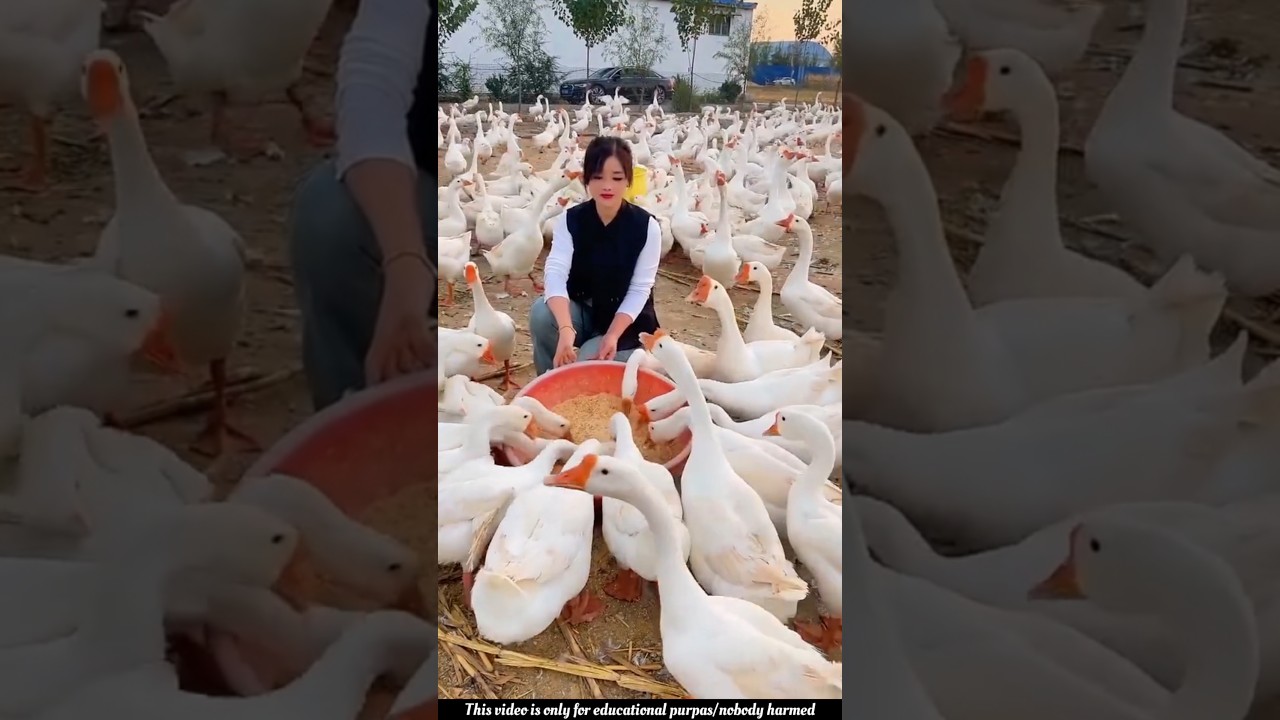 Farmers Are Raising This Giant Bird for Money and Security! 😱 | Goose Farming #shorts #goosefarming
