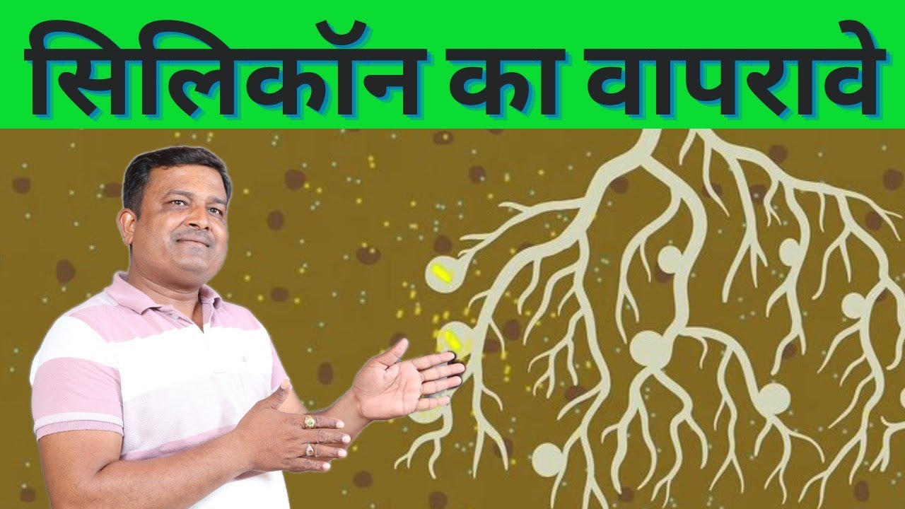 सिलिकॉन काय आहे? #Silicon Benifit in plant  # सिलिकॉन चे पिकात फायदे