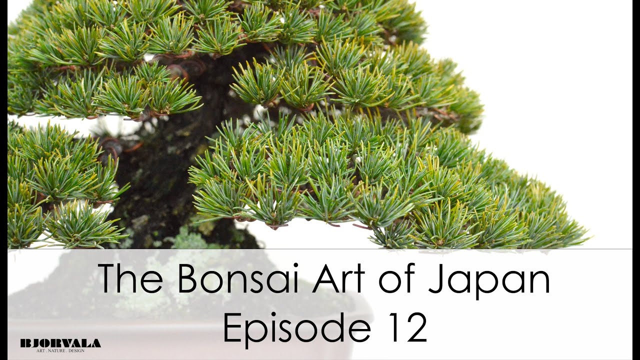 The Bonsai Art of Japan - Episode 12