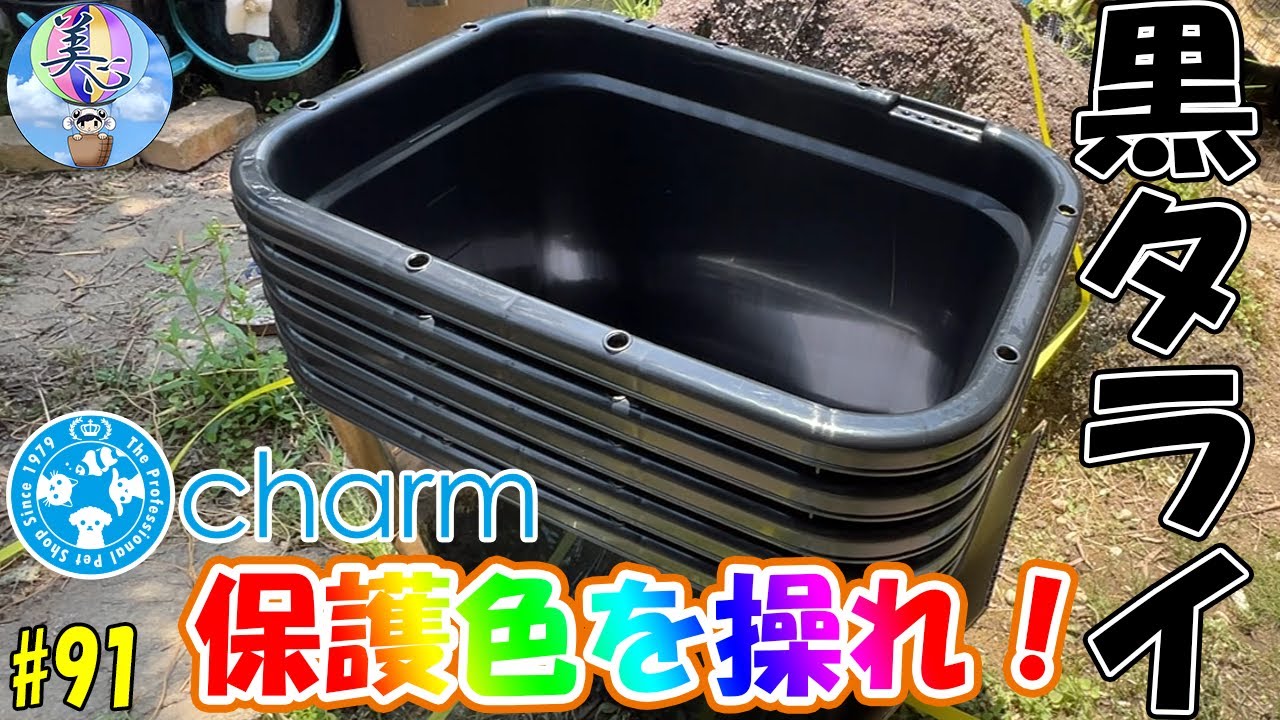 保護色を操れ！チャームさん発売のメダカ用の黒タライレビュー♪【背地反応】＃９１ ～美心めだか～