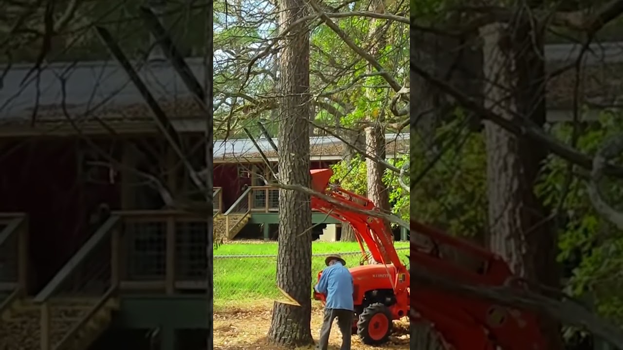Experience of retired pro logger #logging #logger #loggingvideos #lumberjack