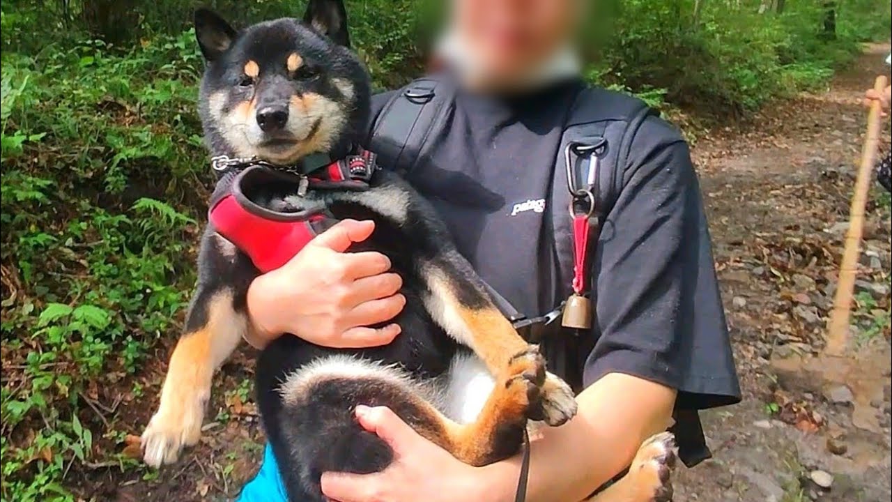 柴犬と登山に行ったらまさかのこうなってしまいました…【黒柴犬】【shiba inu】【登山】