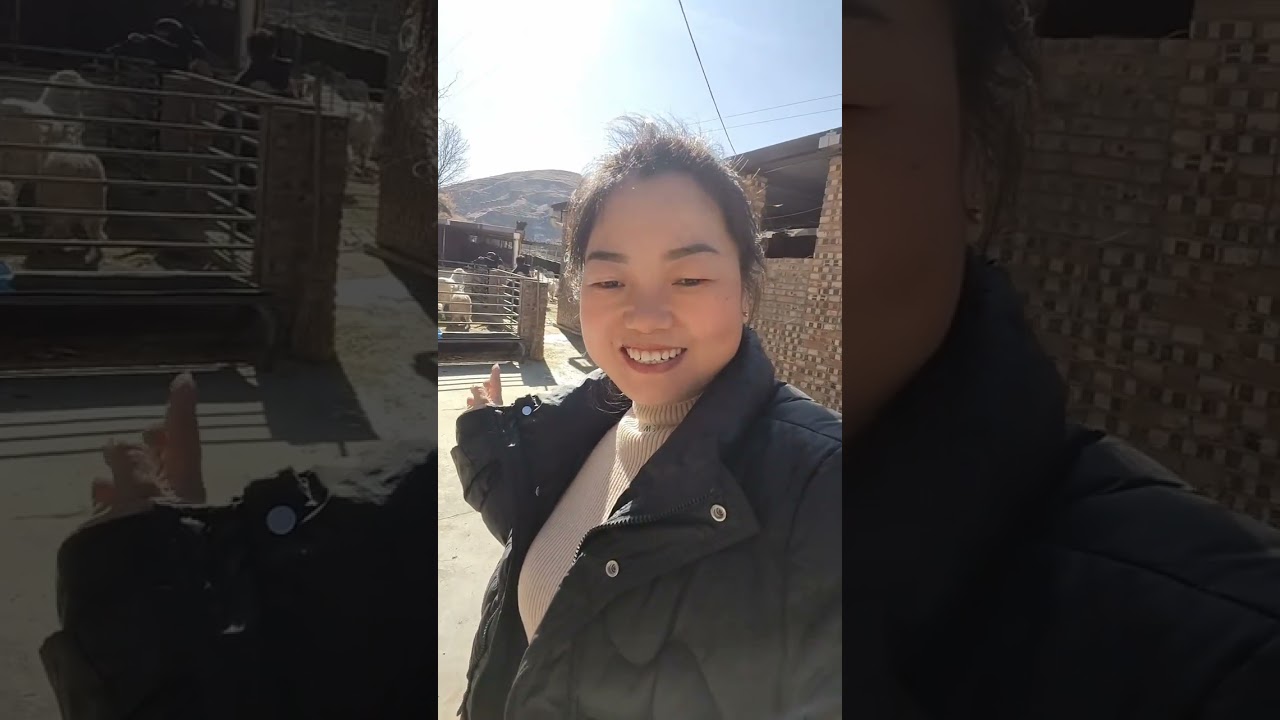 My Sister's Sheep Flock Welcomes Us: A Heartwarming Family Adventure