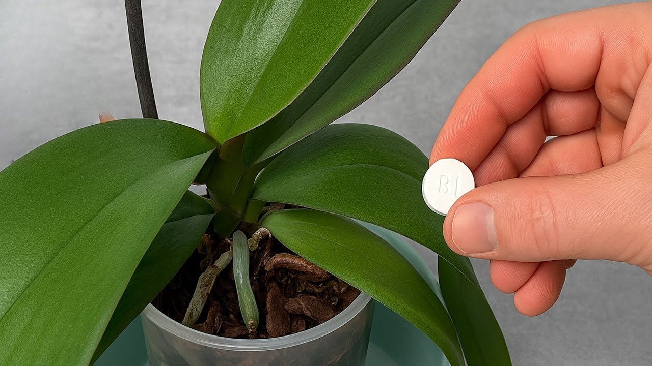 Just 1 tablet! The yellow orchid grows roots right from the base and blooms all year round