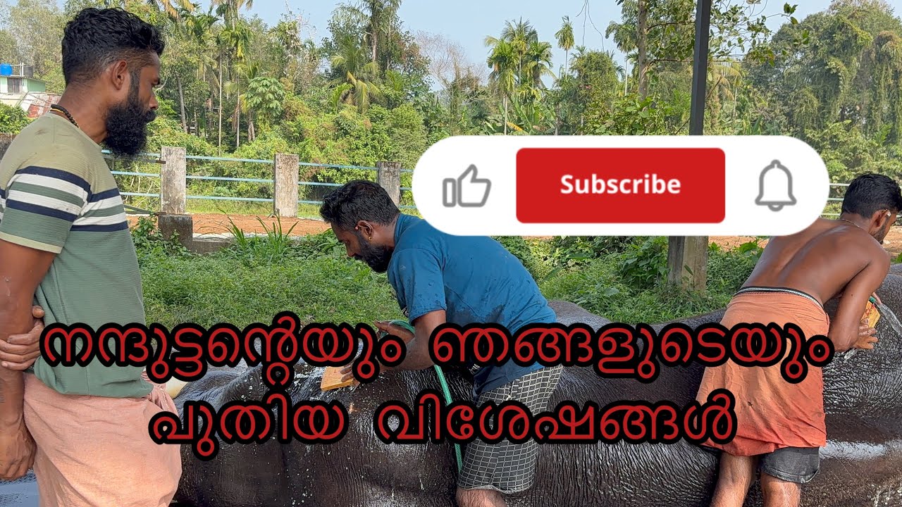 ഞങളുടെ  പുതിയ  വിശേഷങ്ങൾ 😄🤗/ മലയാളം elephant new video/ #elephant #aana #elephantstory #animals 