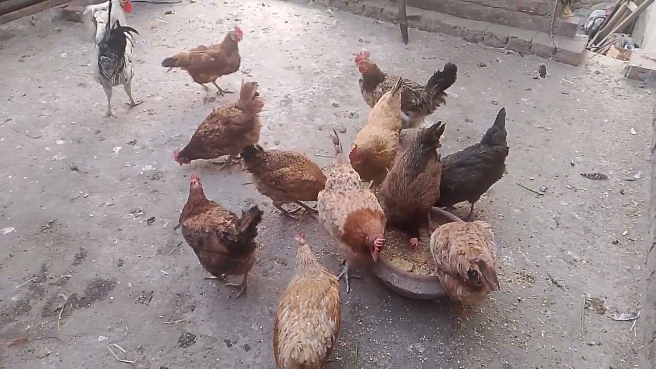 Shaam ki video
