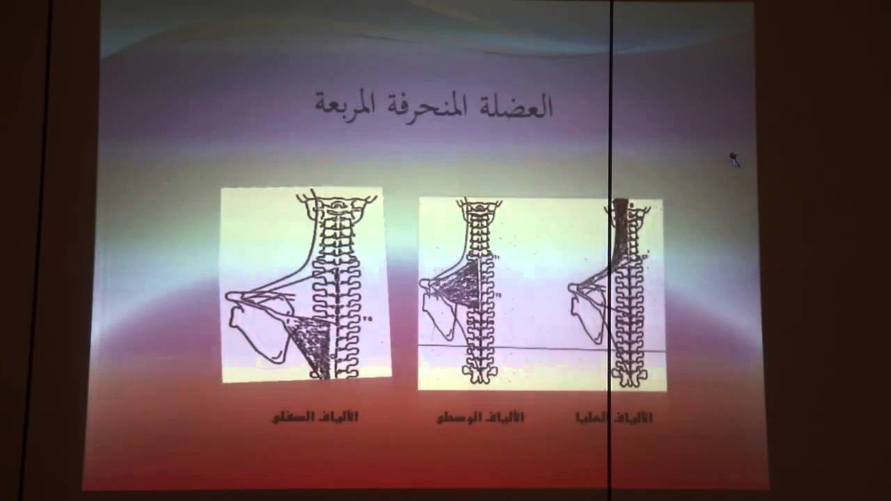 العضلة المنحرفة المربعة | د.محمود يوسف