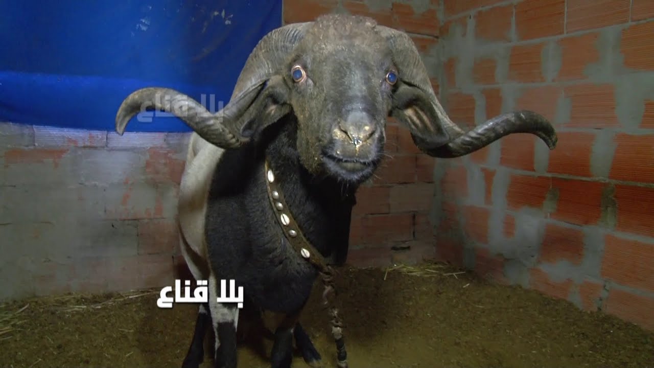 bila kinaa | بسبب عركة في بطحة زوز أكباش وقفوهم في الفوريار وستة أولاد فالمركز هه أما الغرام مايوفاش