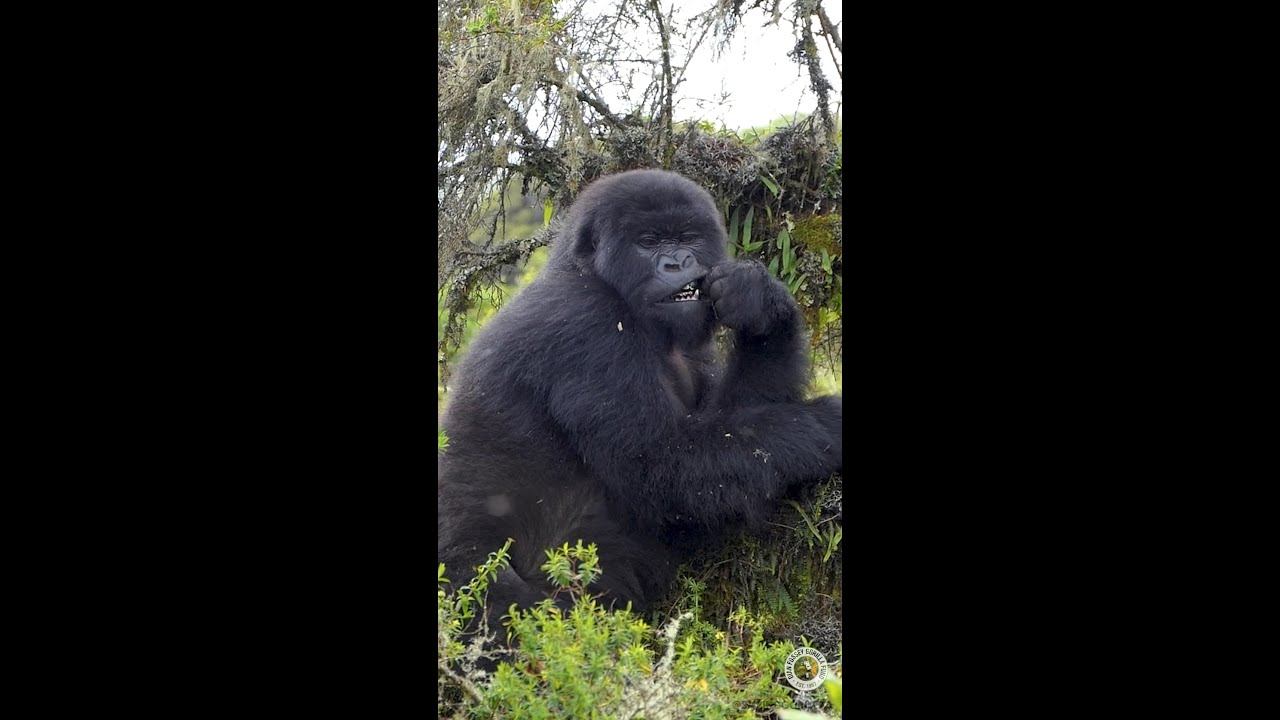 Adult Female Gorilla Snacks In A Tree | Dian Fossey Gorilla Fund
