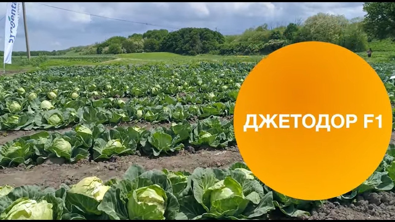 ДЖЕТОДОР F1 | Белокочанная капуста | Сингента