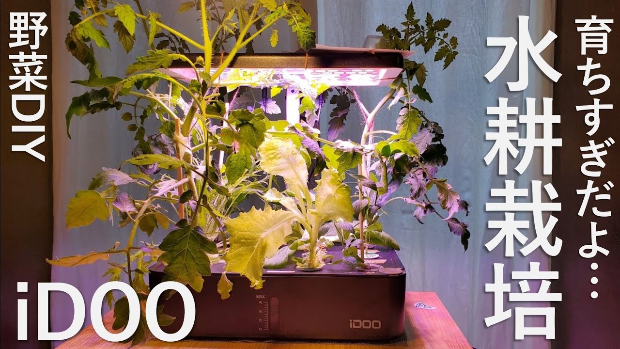 育ちすぎだよ…水耕栽培【iDOO】野菜DIY　中古を買ってDIYリノベ