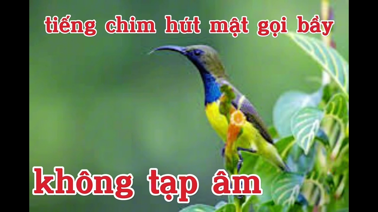 tiếng chim hút mật 5 màu - bẫy loa - không tạp âm