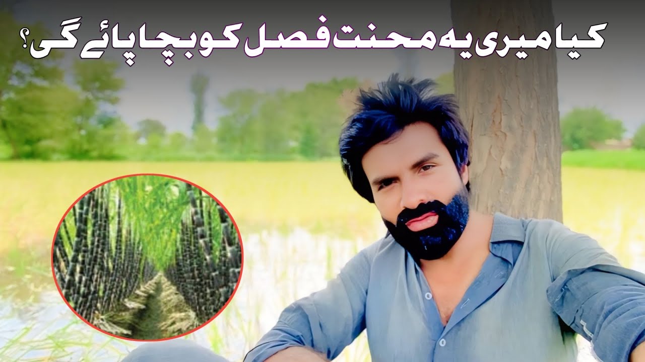 Will this hard work of mine save the crops ||Team Malok Shah Extra 