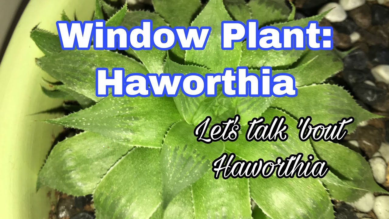 HAWORTHIA : Window Plant