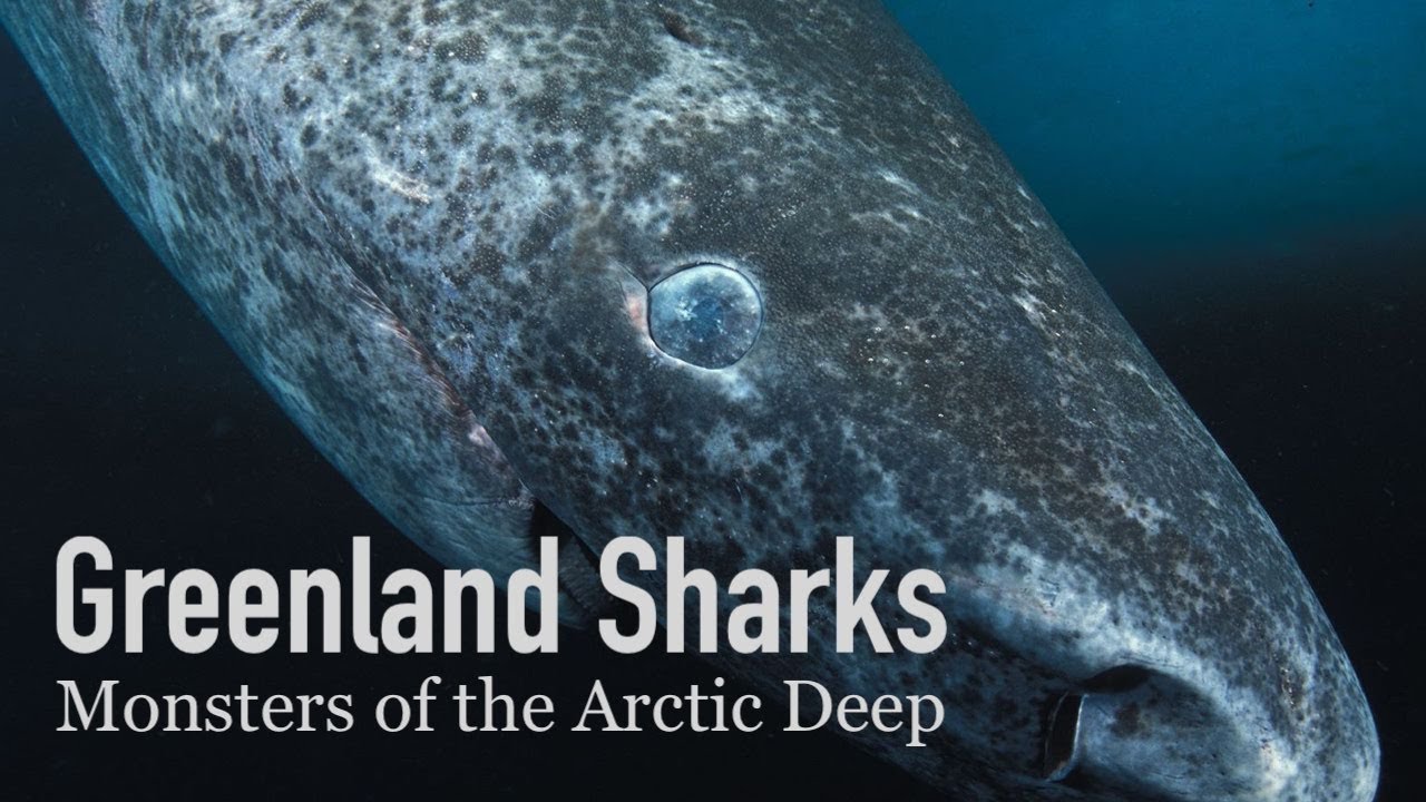 The 500-Year-Old Shark | Greenland Sharks