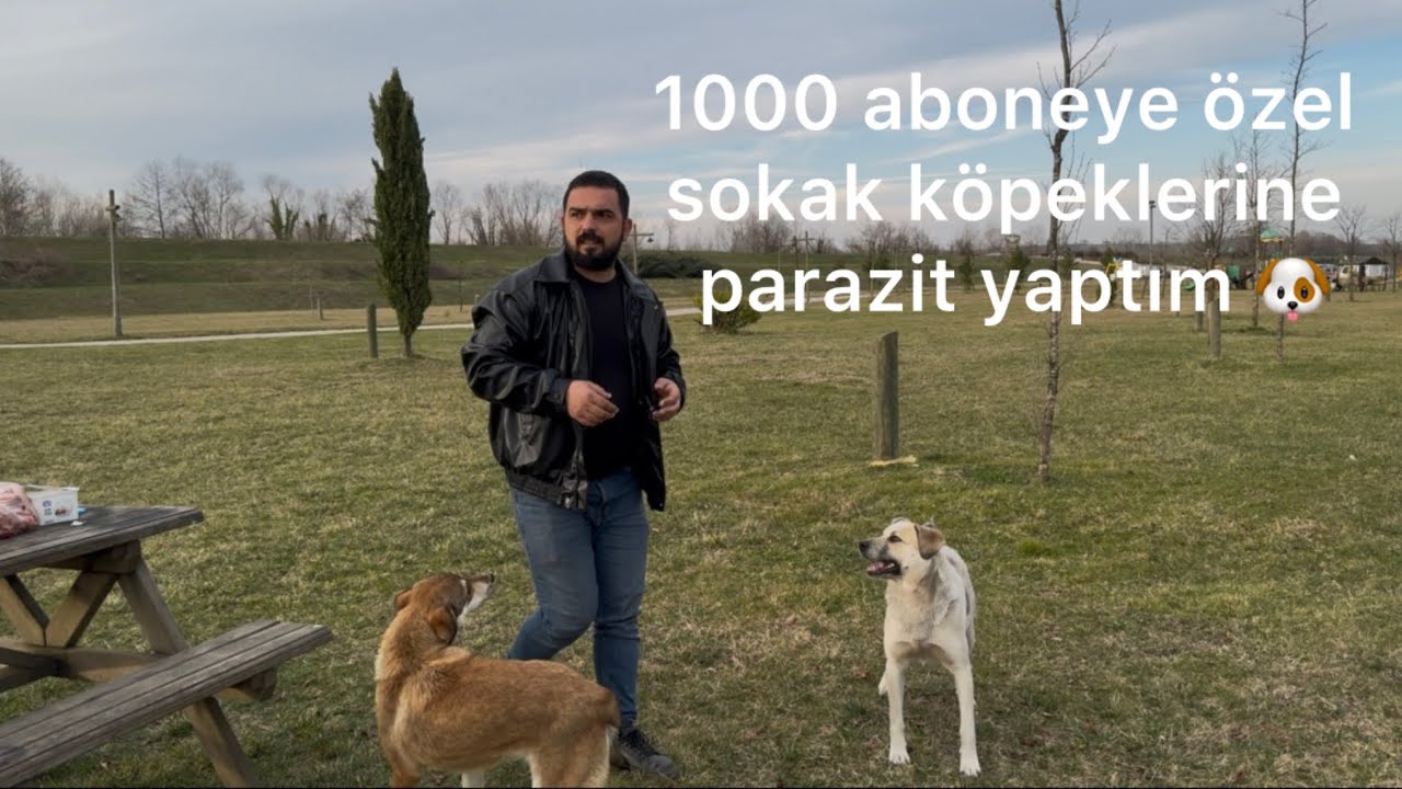 1000 ABONEYE ÖZEL SOKAKTAKİ 30 KÖPEĞE PARAZİT TEDAVİSİ YAPTIM #köpek #animals #sokakköpekleri #köpek