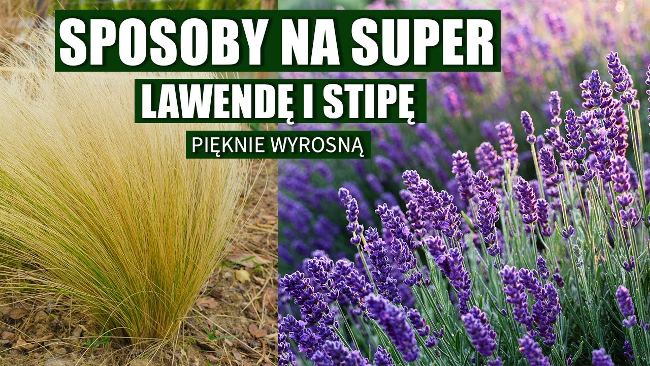 Jak uprawiać lawendę? Przycinanie lawendy i stipy