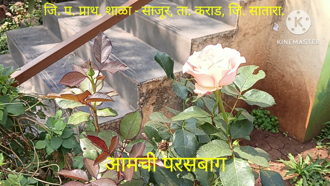 आमची परसबाग, जि. प. प्राथ. शाळा - साजूर, ता. कराड. जि. सातारा.