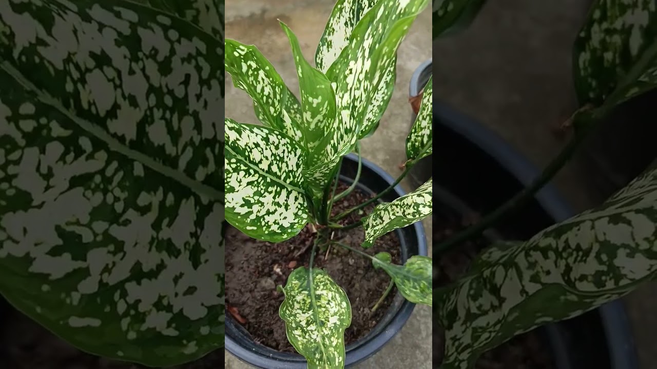 Baby aglonima plant , raise hand if u want them !! #plants #aglonima #lillymon#1million #garden