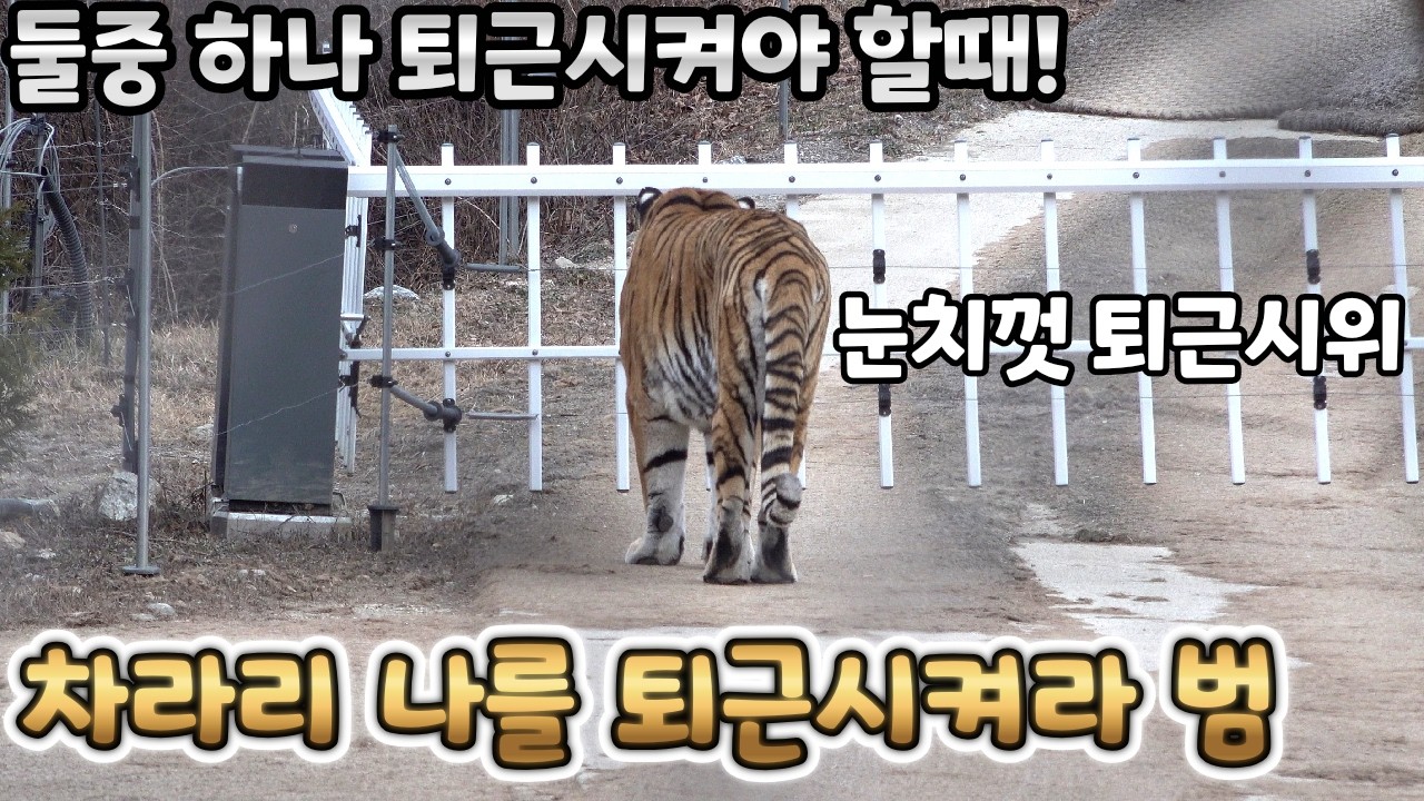(4K) 발정기가 온게 맞는지, 계속 걷기만 하는 태범이, 앉아만 있는 무궁이 - 백두대간수목원 / 한국호랑이 / 호랑이숲