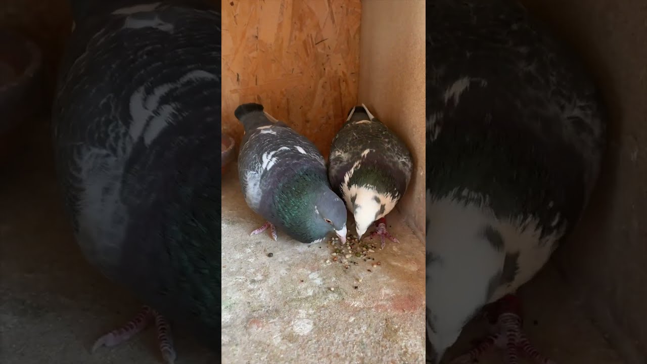 Discussing with my Pigeons at Breakfast