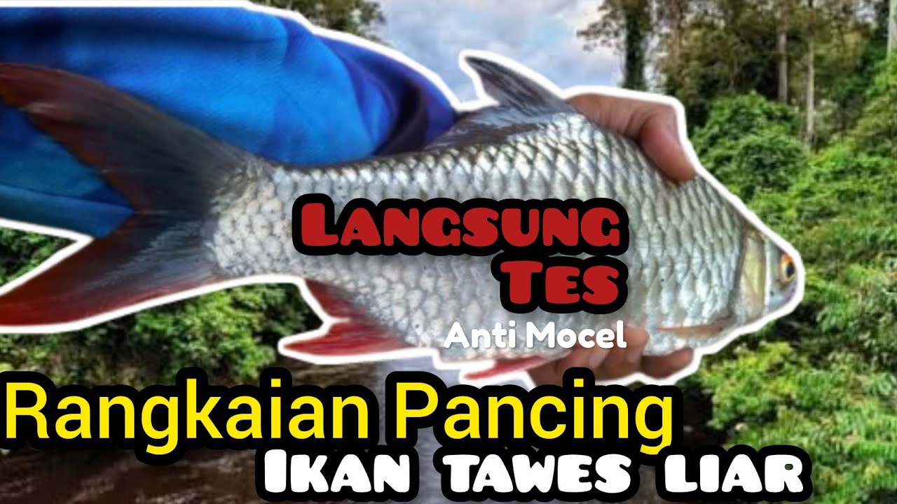 RANGKAIAN PANCING IKAN TAWES LIAR ANTI MOCEL