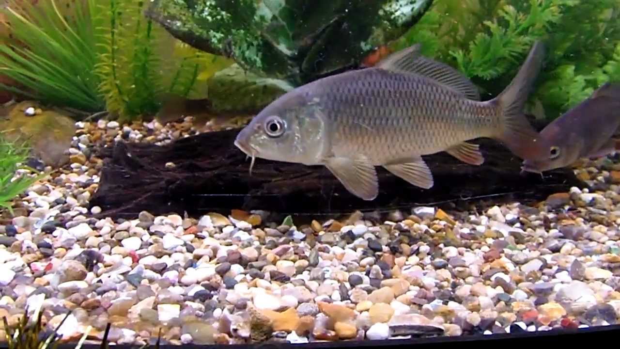 carp, tench, rudd and grass carp in juwel 260 aquarium