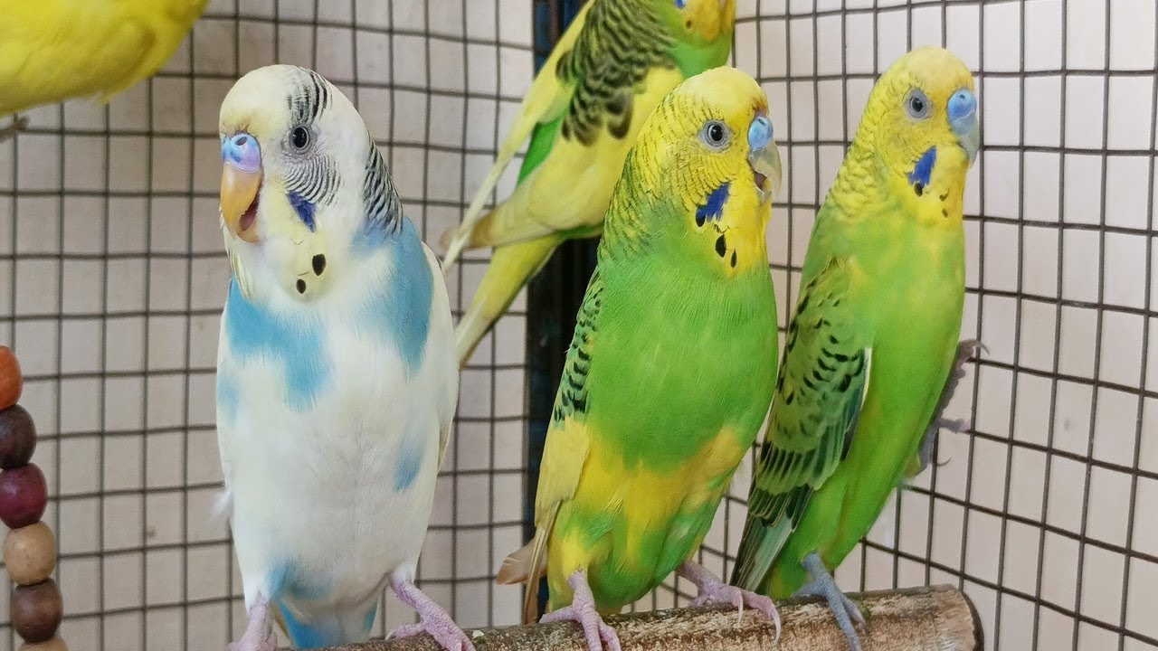 3 Hours of Happy Budgie Sounds 🐦 | Relaxing Parakeet Chirping for Joy & Calm