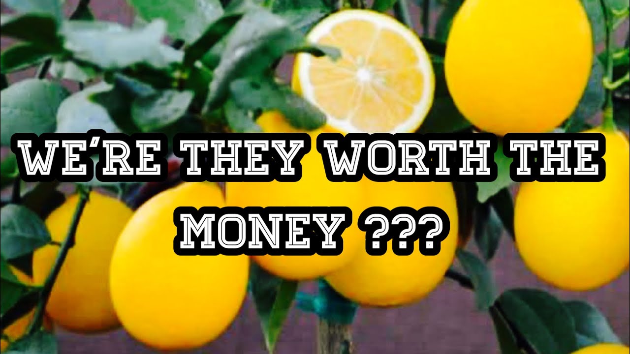 MEYER LEMON TREE ONE YEAR UPDATE - FAST GROWING TREES REVIEW