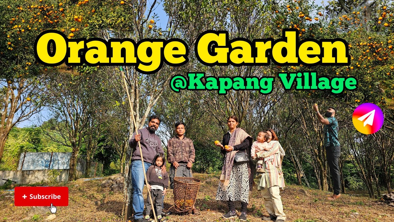 Exploring the Orange Gardens of Kapang Village, Dambuk! The Beauty of Dambuk #orangegarden #dambuk