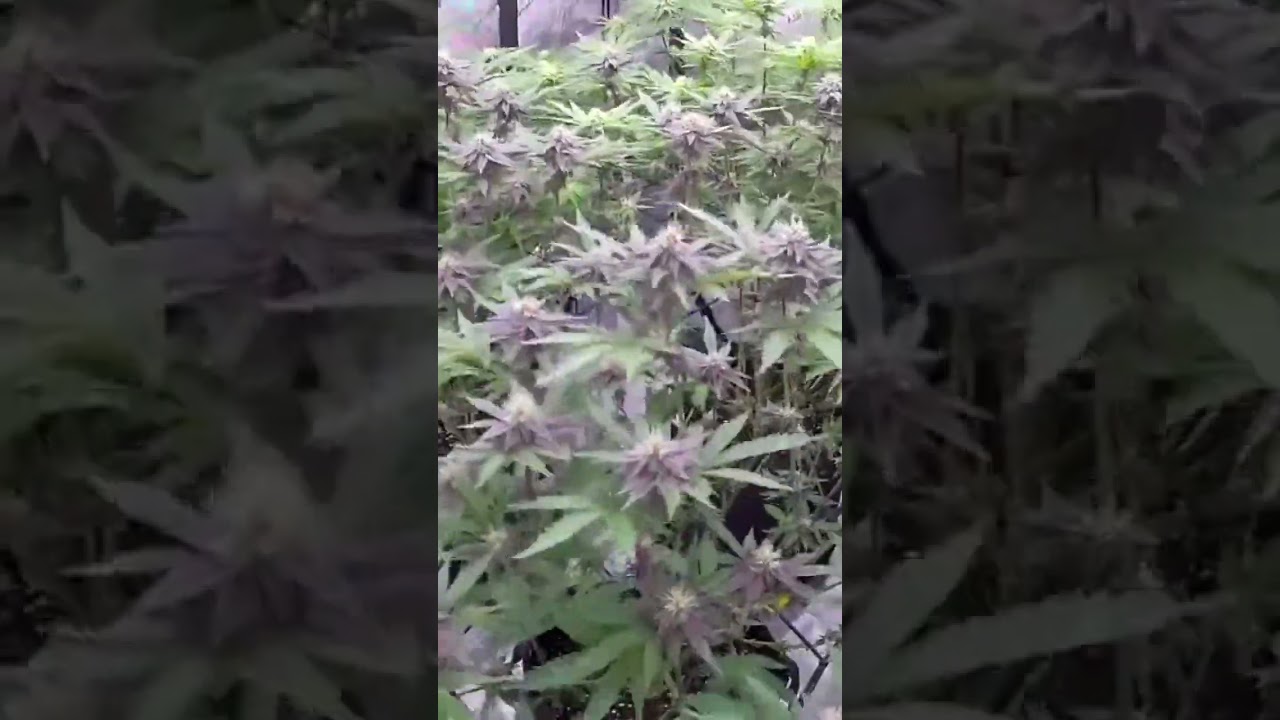 GrandDADDY Purple v1 #shortvideo #shorts #smokeweedeveryday