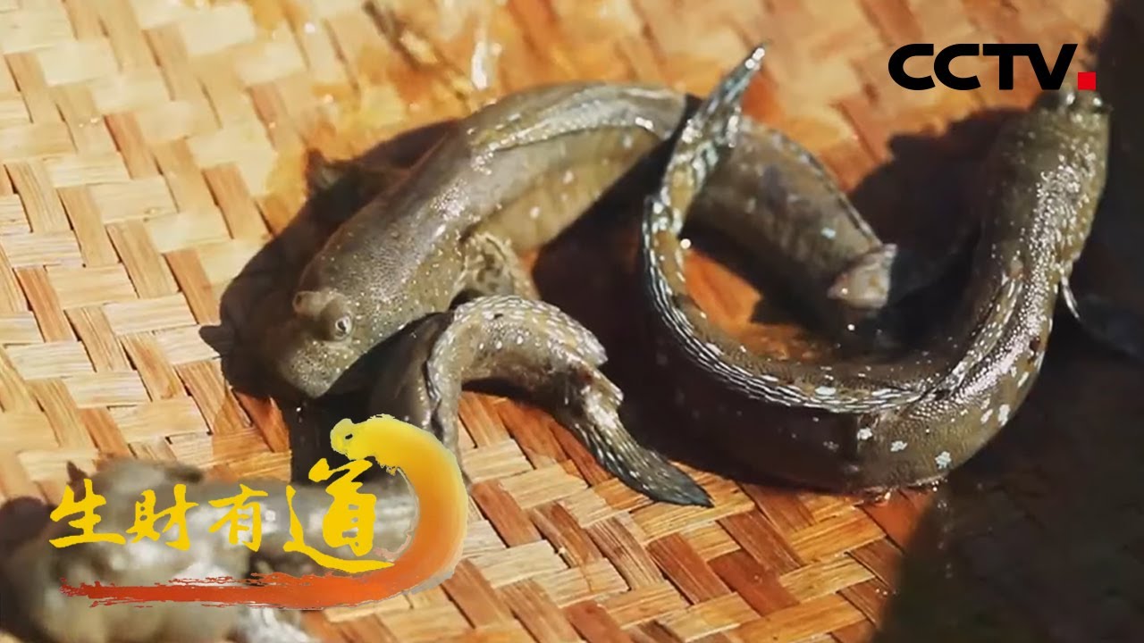 浙江宁海：登渔船体验渔家生活品尝美味海鲜 入滩涂开启宁海寻鲜之旅 「生财有道之生态中国沿海行」20210914 | CCTV财经