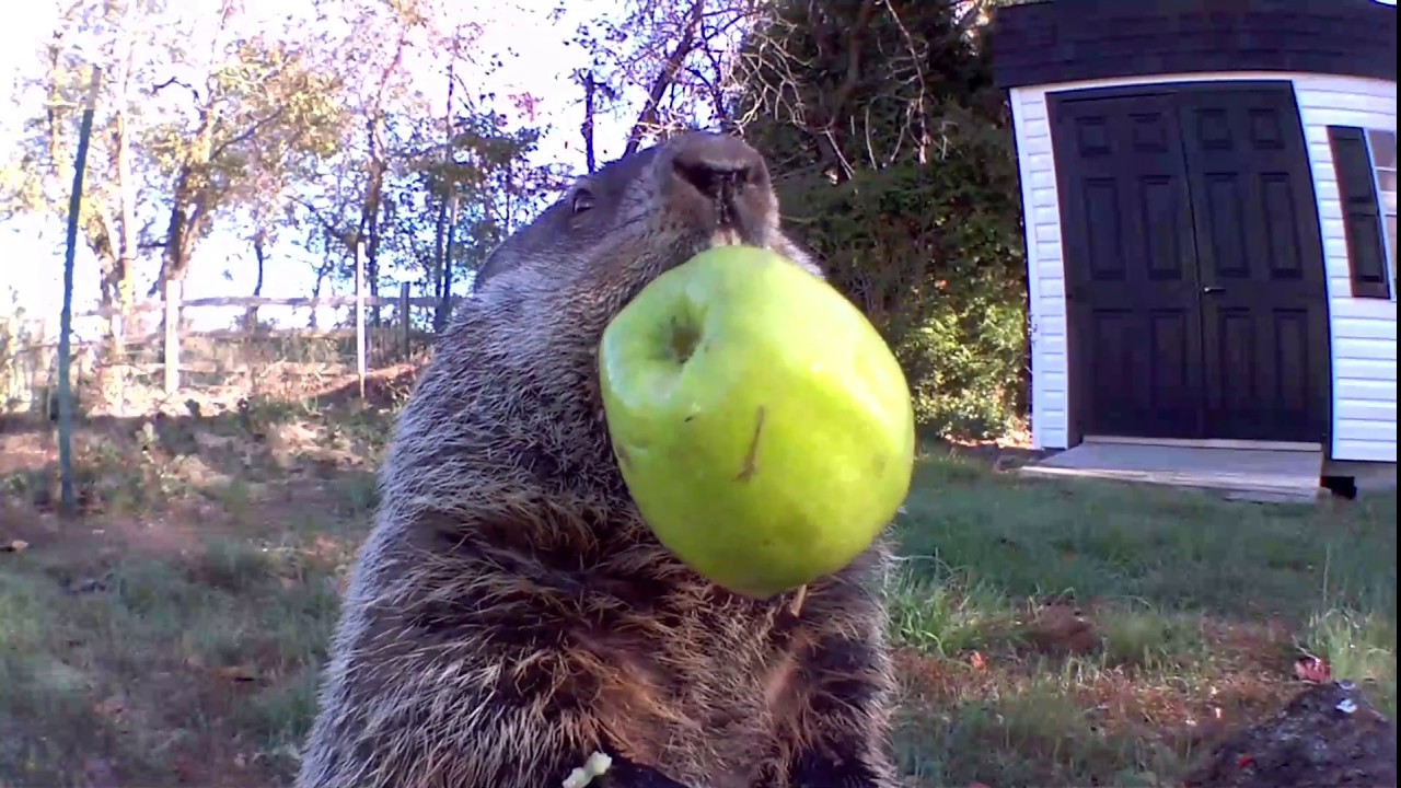 #new Chunk is in #Love with Granny Smith #Apples