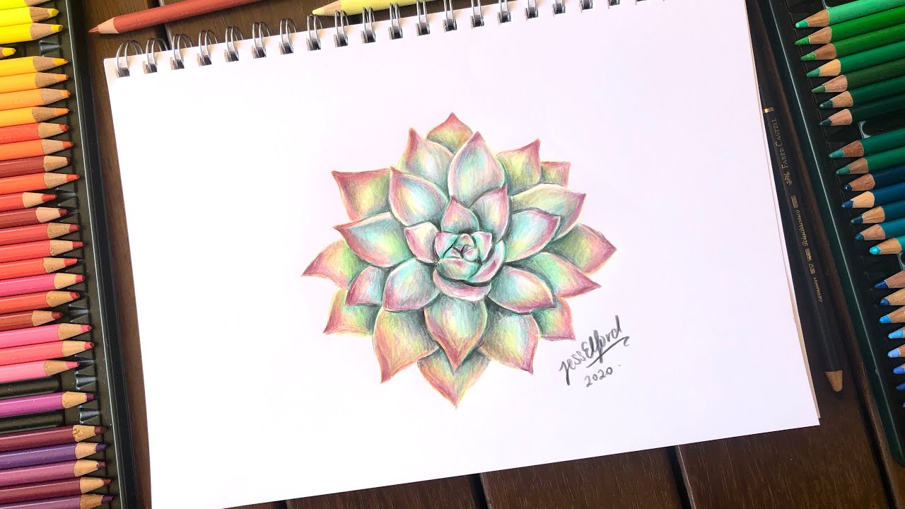 HOW TO DRAW A SUCCULENT | drawing plants with coloured pencils