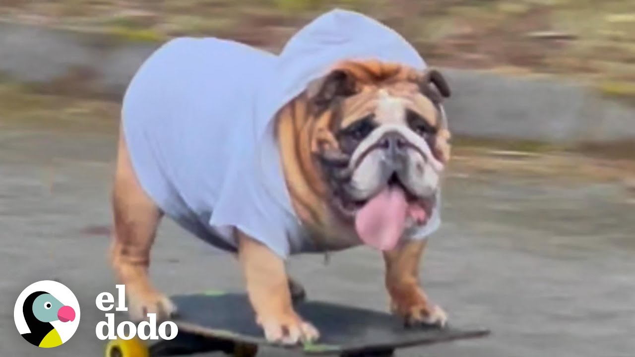 Bulldog es amante de la velocidad y... ¿las patinetas? | El Dodo
